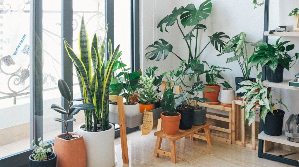plantas de interior